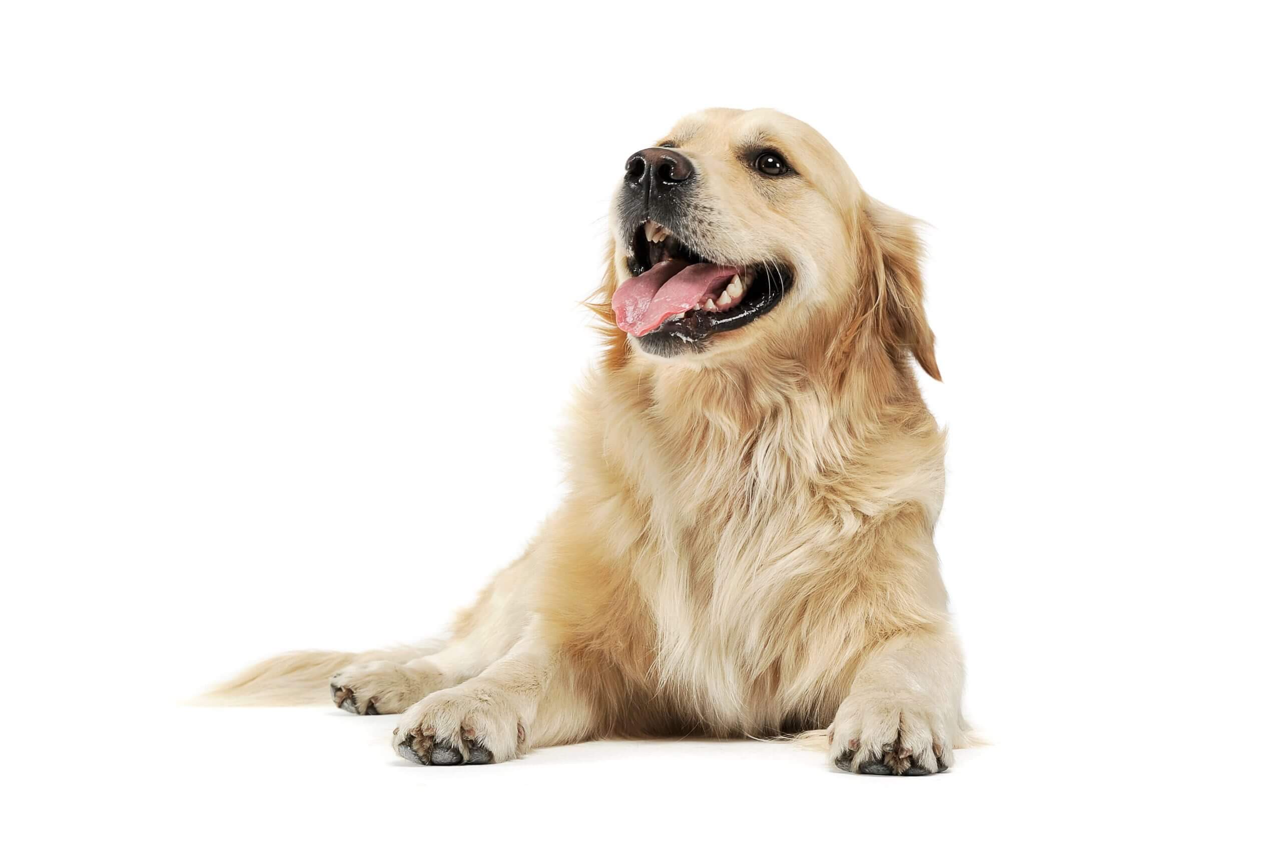 Golden-retriever