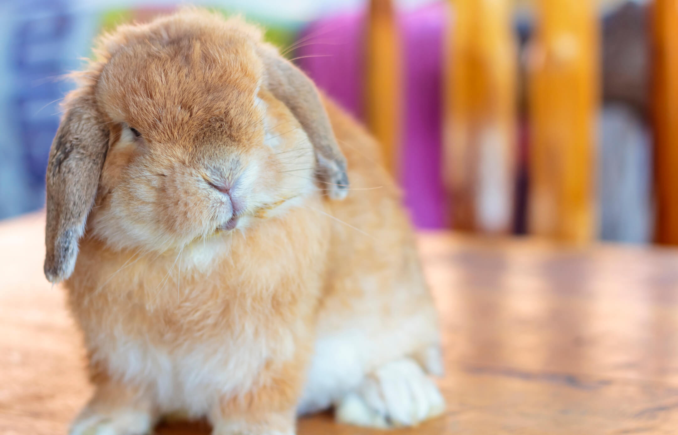 Holland-lop-rabbit