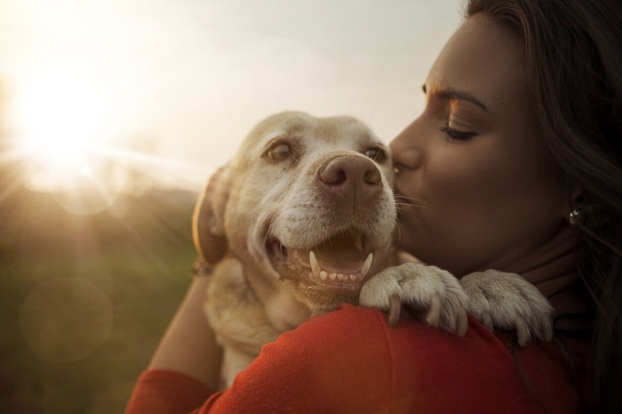 Labrador-retriever-getting-a-hug