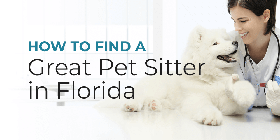 Pet-Sitter-in-Florida