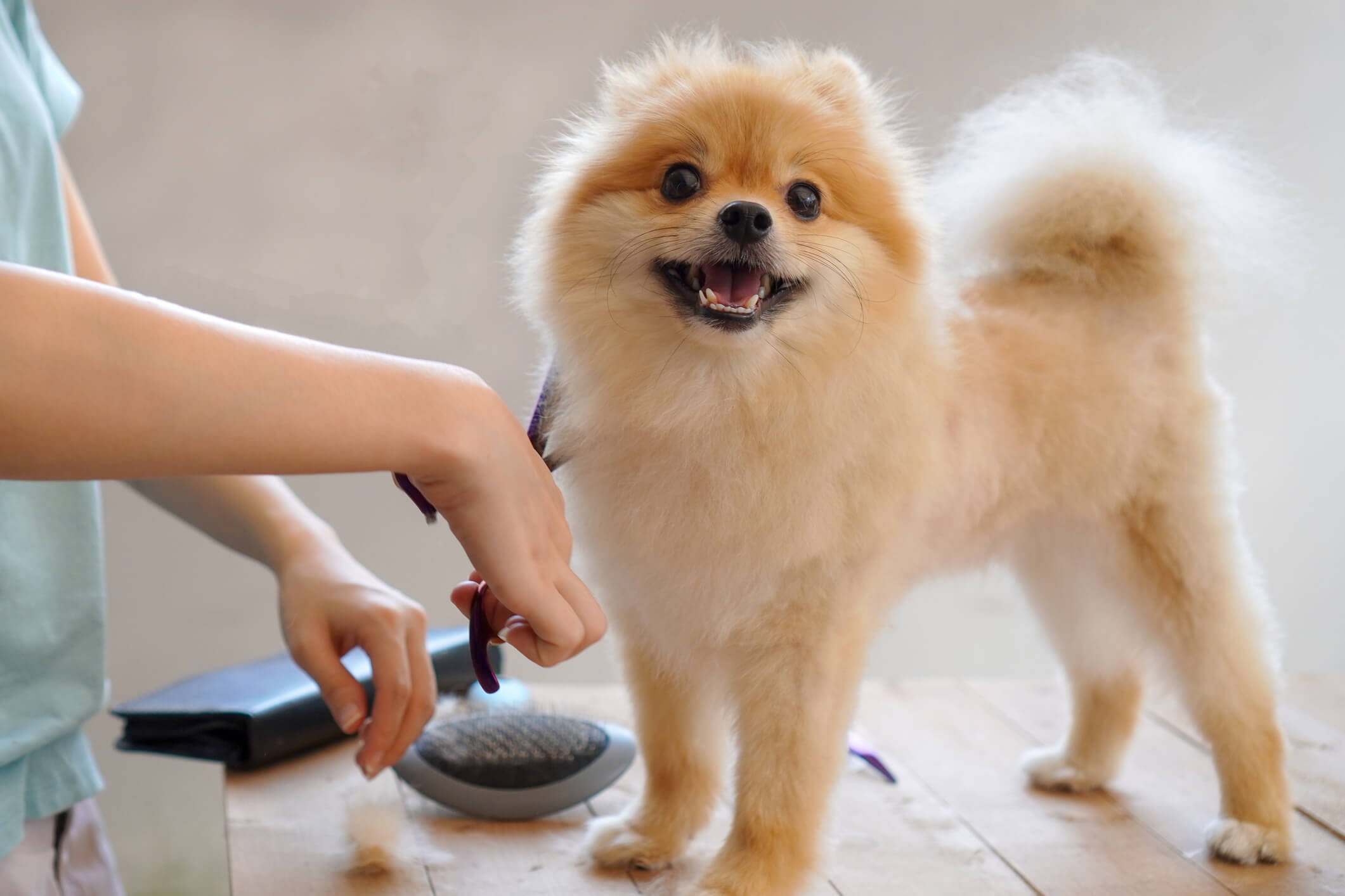 Pomeranian-grooming