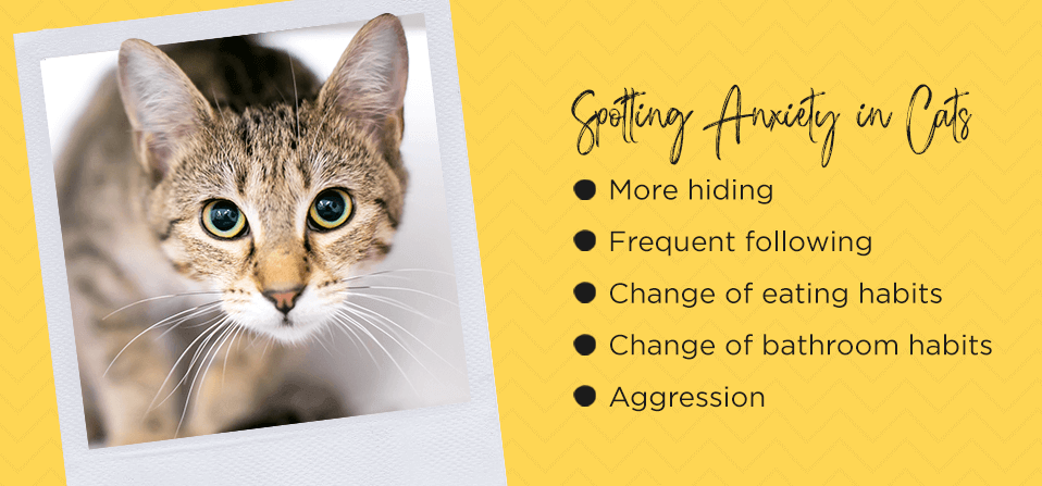 Spotting-anxiety-in-cats