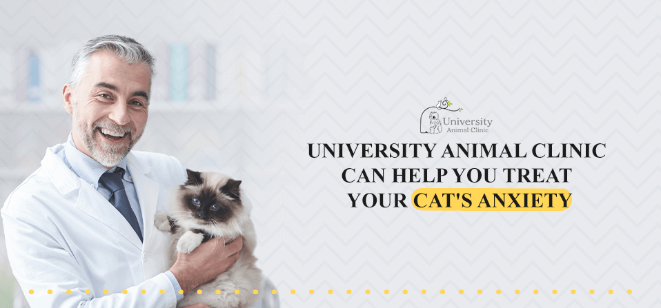 University-Animal-Clinic-Can-Help-You-Treat-Your-Cats-Anxiety