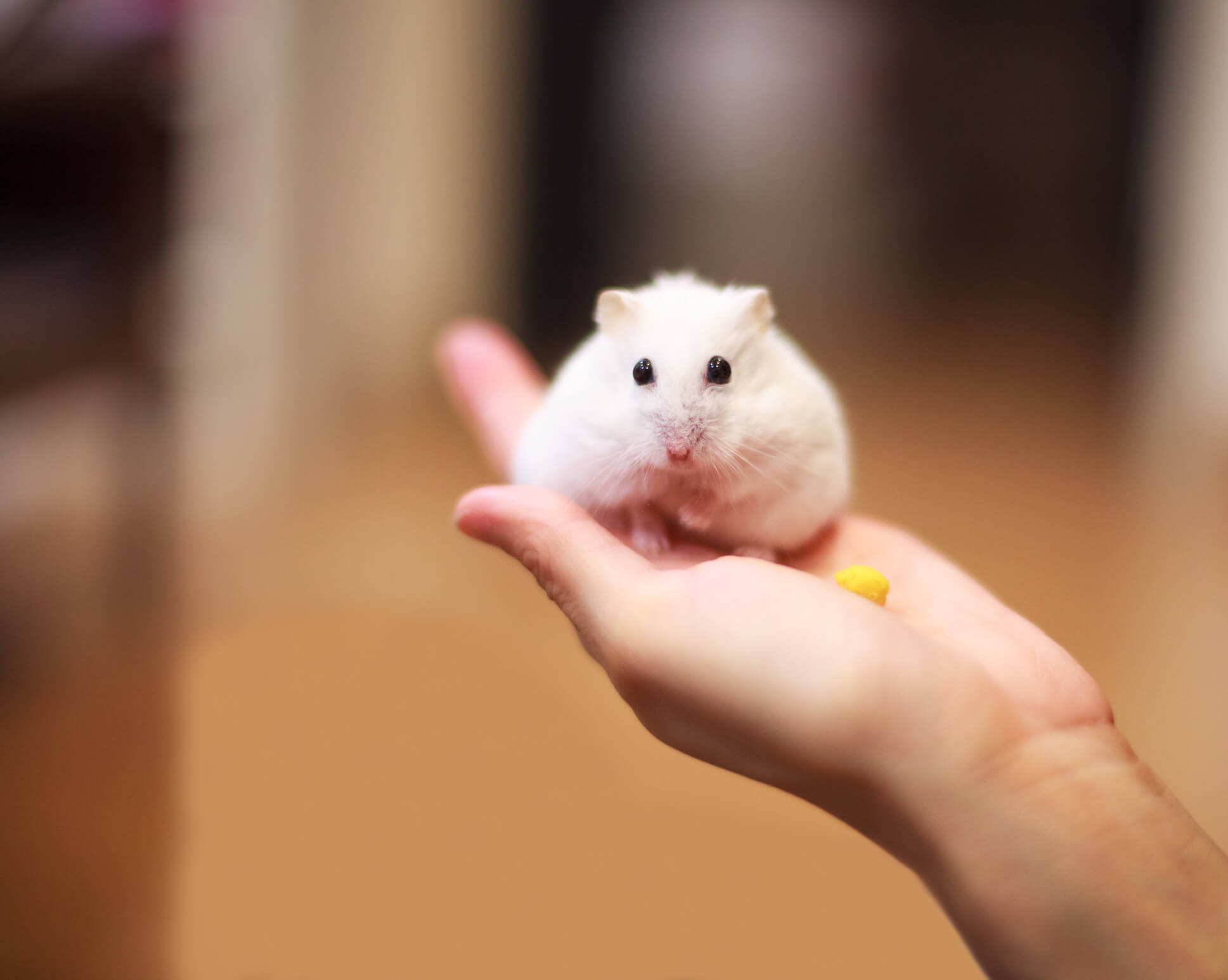 White-Dwarf-Hamster