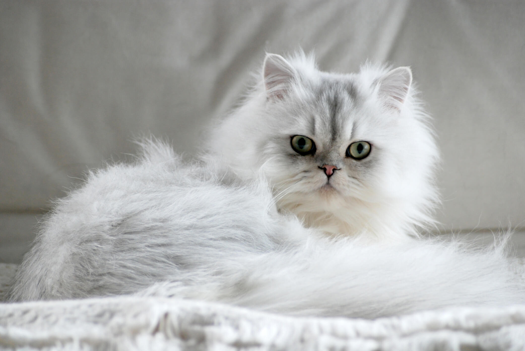 White-persian-cat