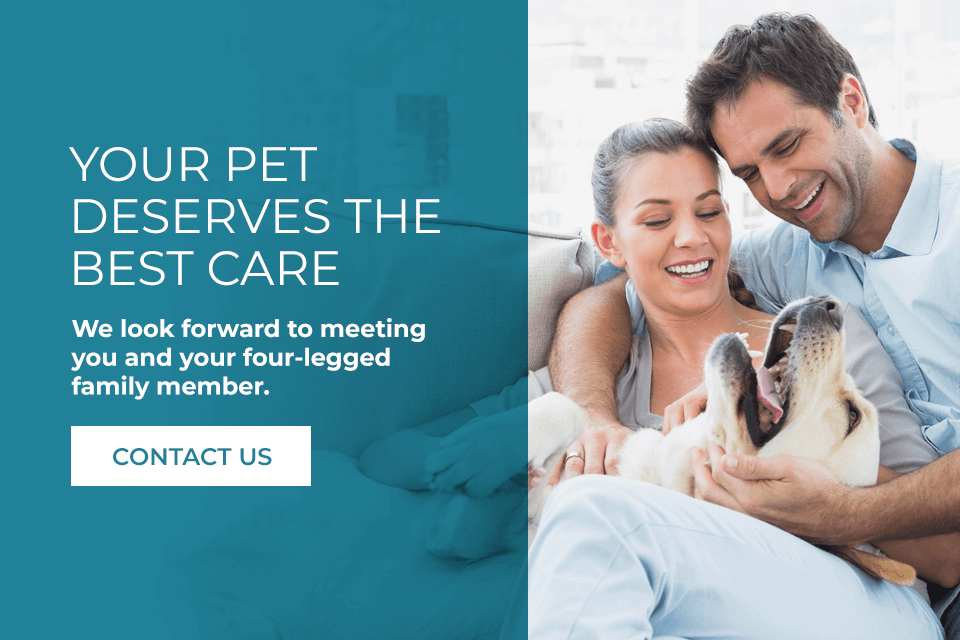 Your-Pet-Deserves-the-Best-Care