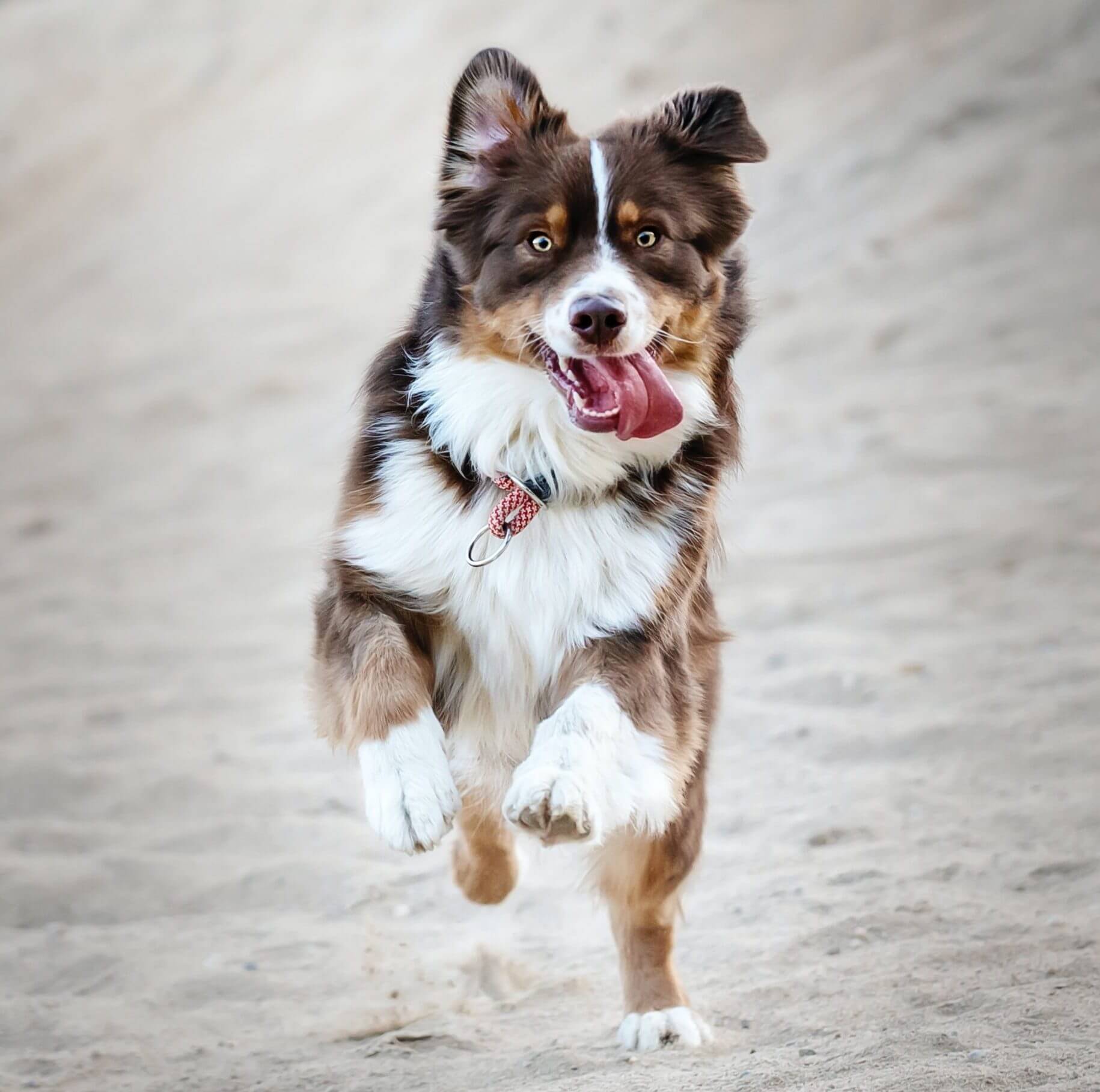 australian-shepherd