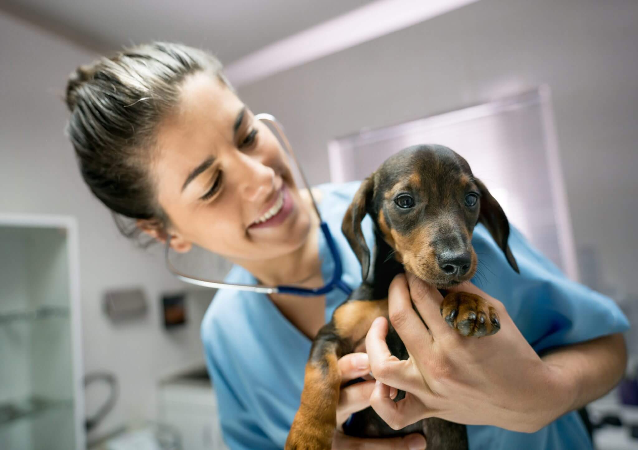 baby-dashmund-at-vet