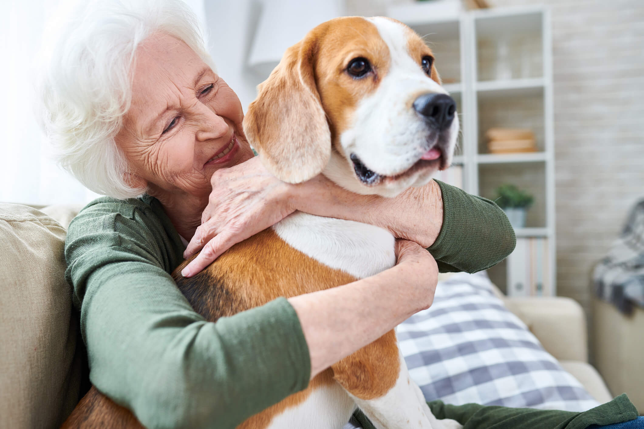 Beagle Dog With Owner