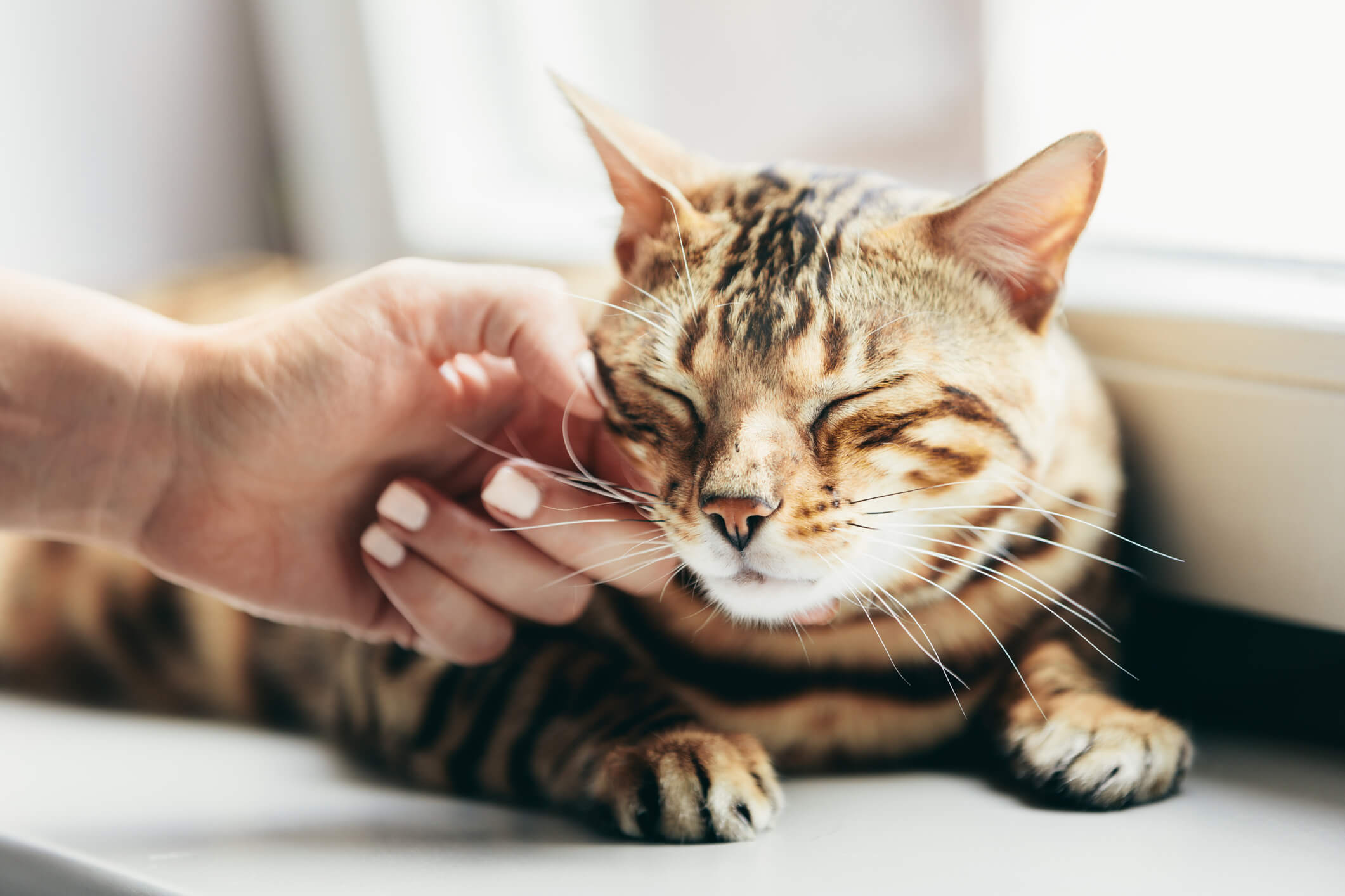 Bengal Cat Relaxing