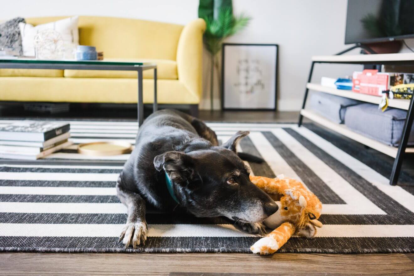 black-and-white-dog-with-a-toy-laying-down-on-a-black-and-white-rug-in-a-living-room