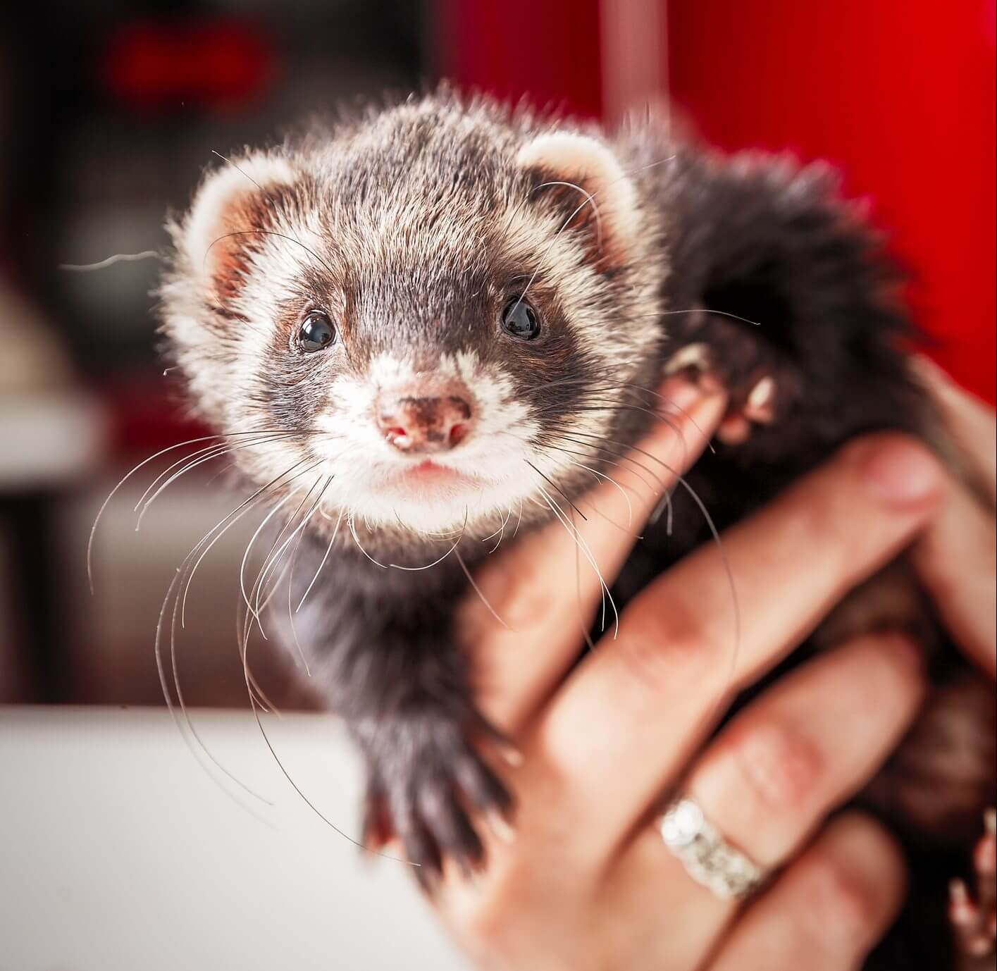 black-sable-ferret