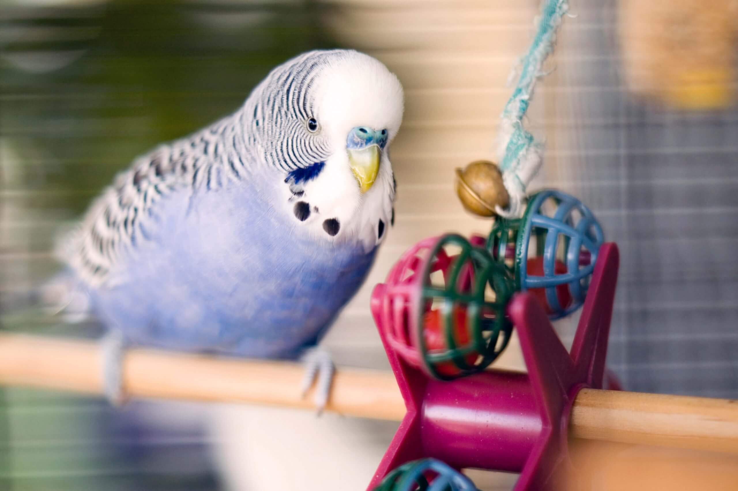 blue-budgie-in-cage