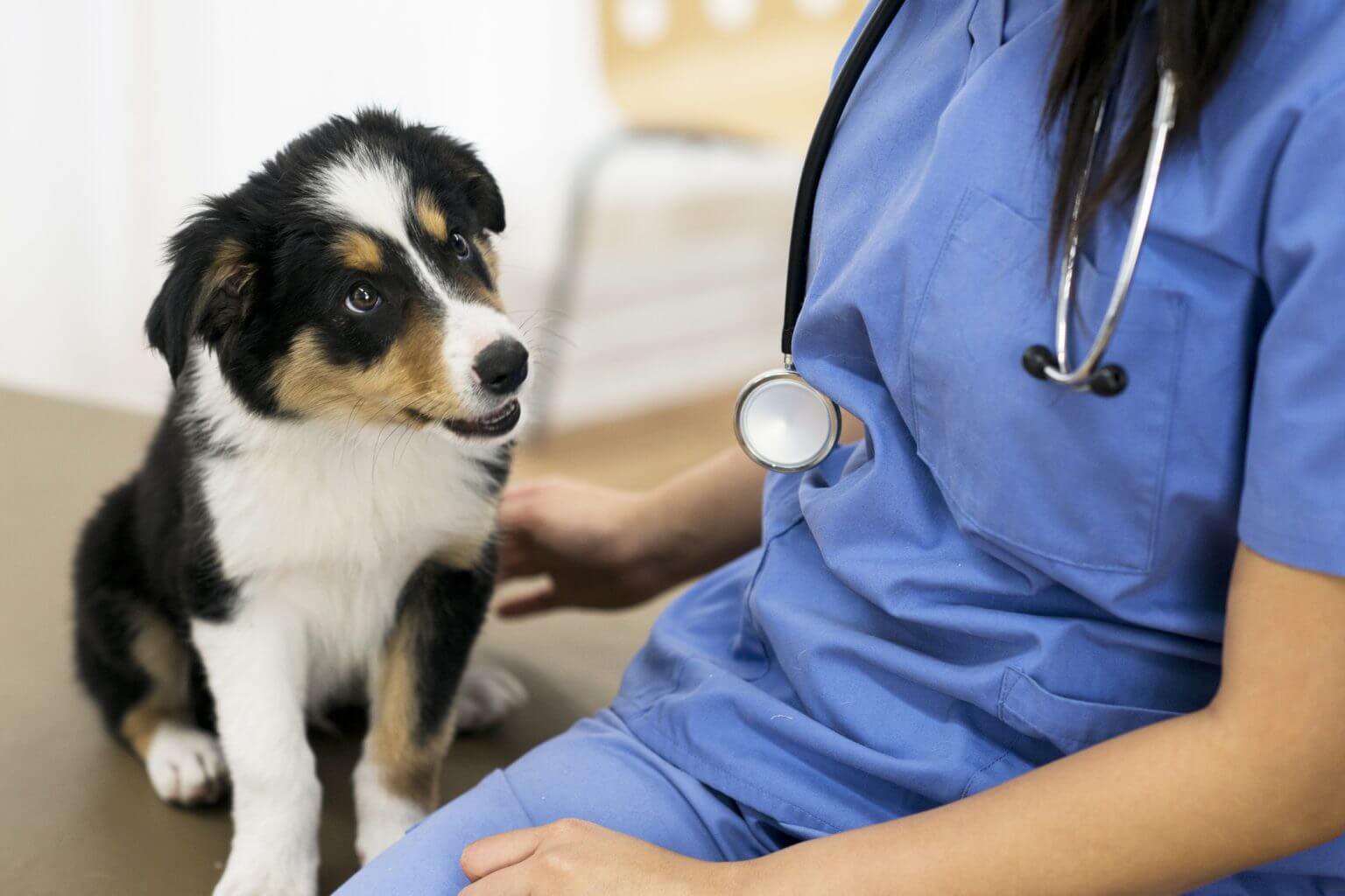 border-collie