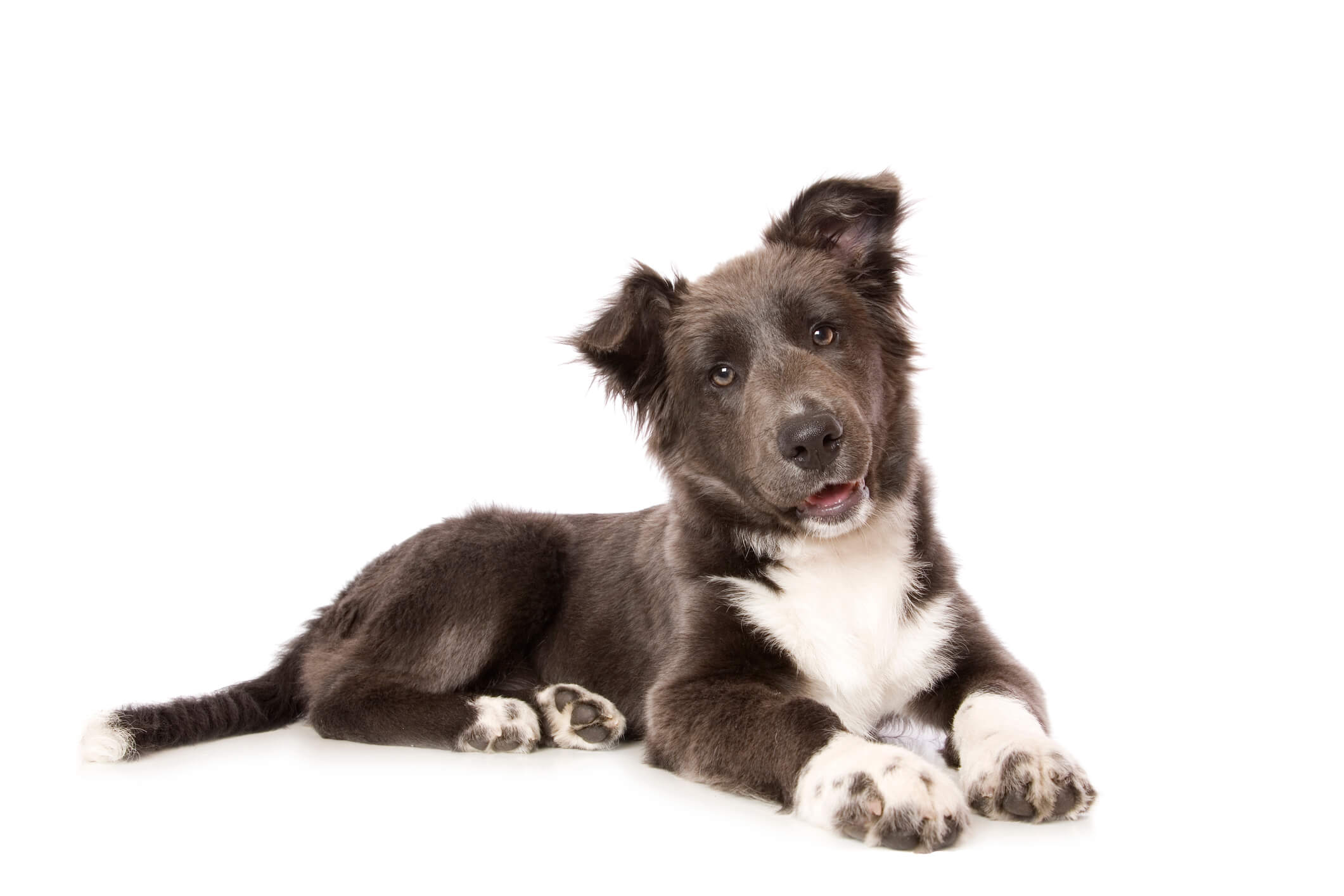 border-collie-puppy-on-white-background