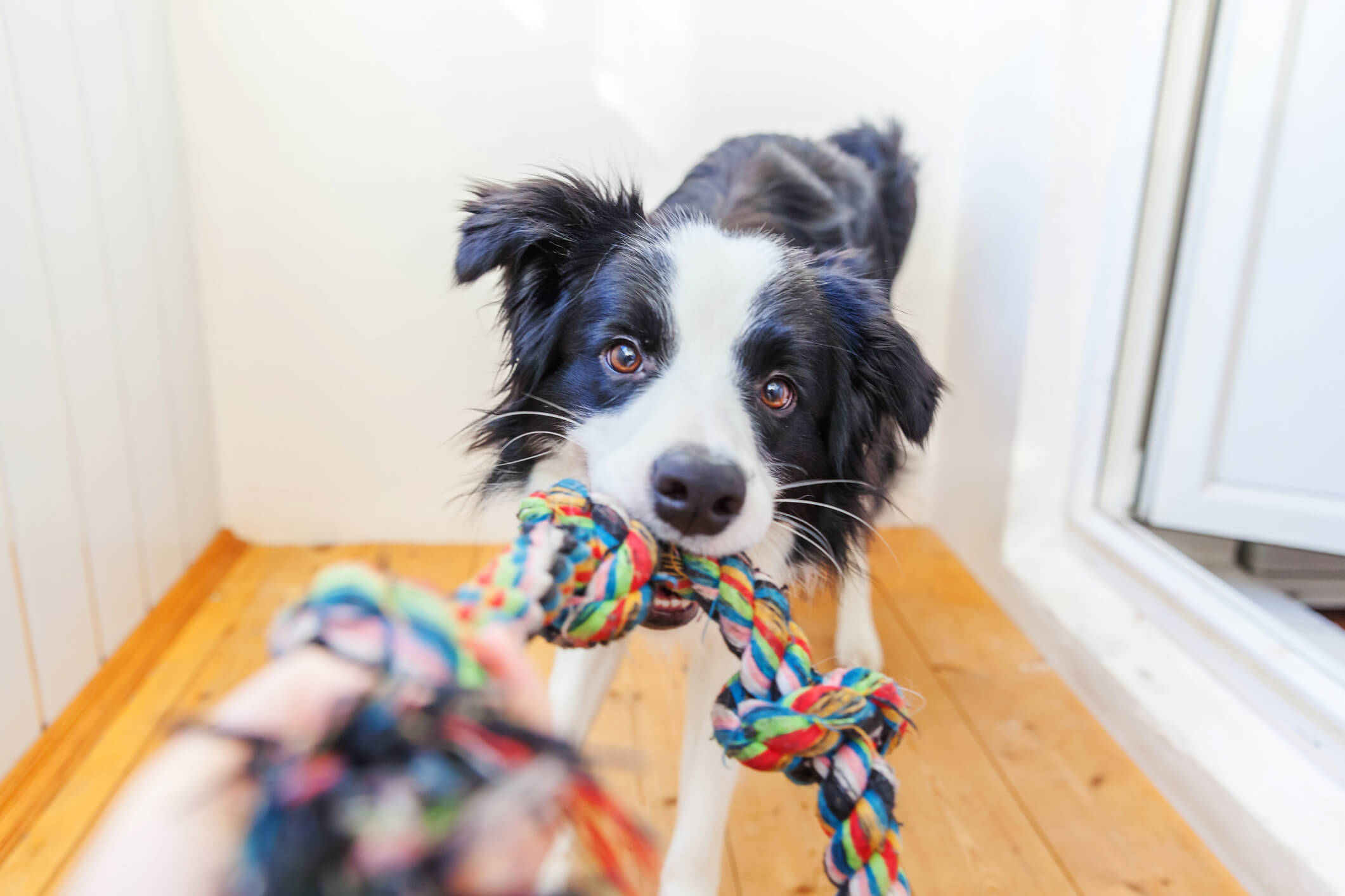 border-collie-with-rope-toy