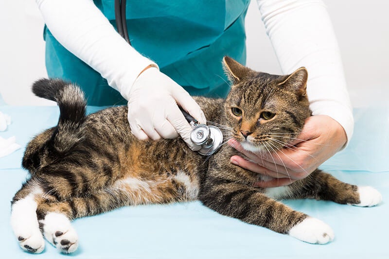 cat-at-the-vet-for-a-checkup