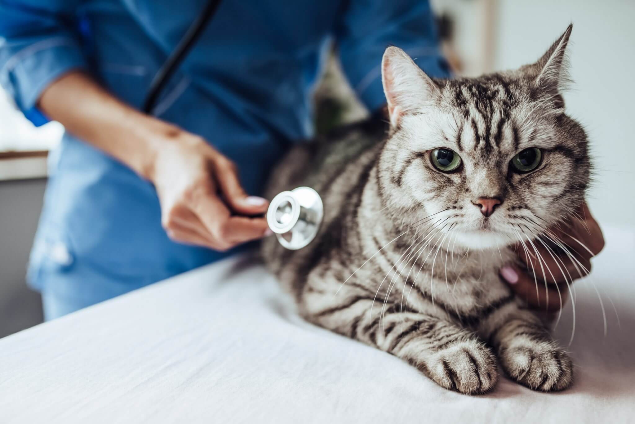 cat-being-checked-at-vet