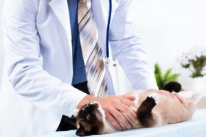 cat-getting-checkup-at-vet