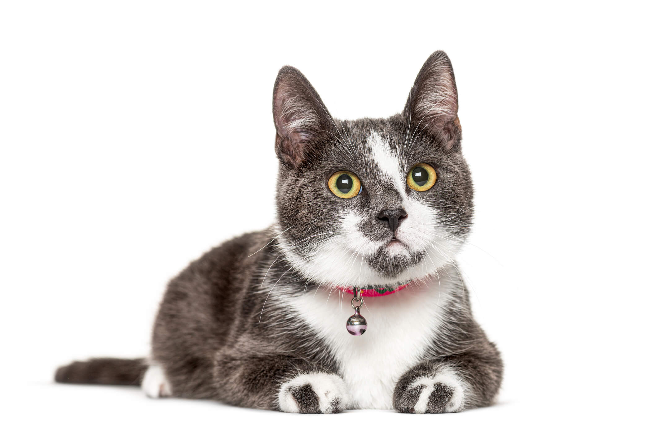 cat-laying-down-white-background