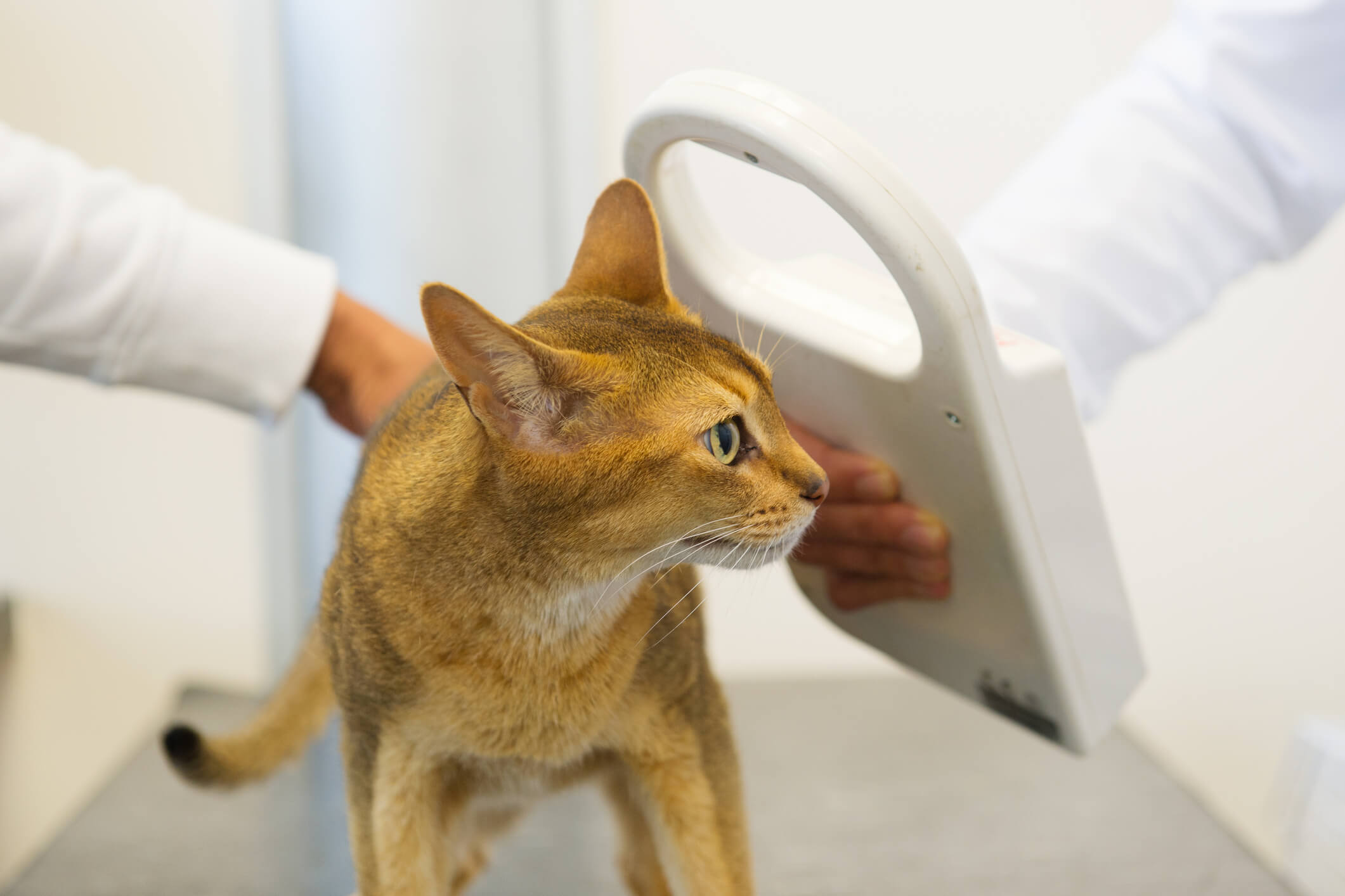 Cat Microchipping