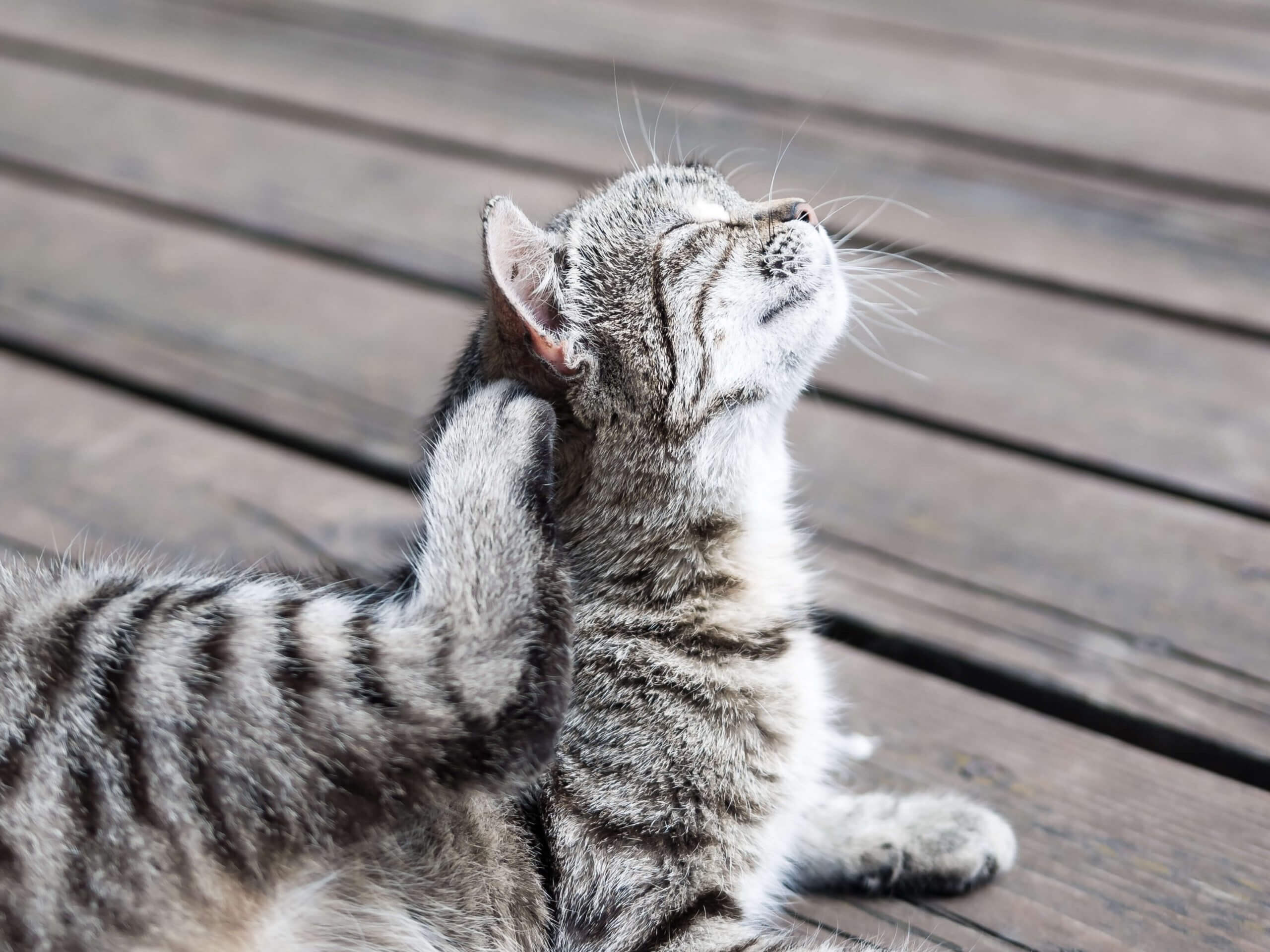 Cat Scratching Itself Outside