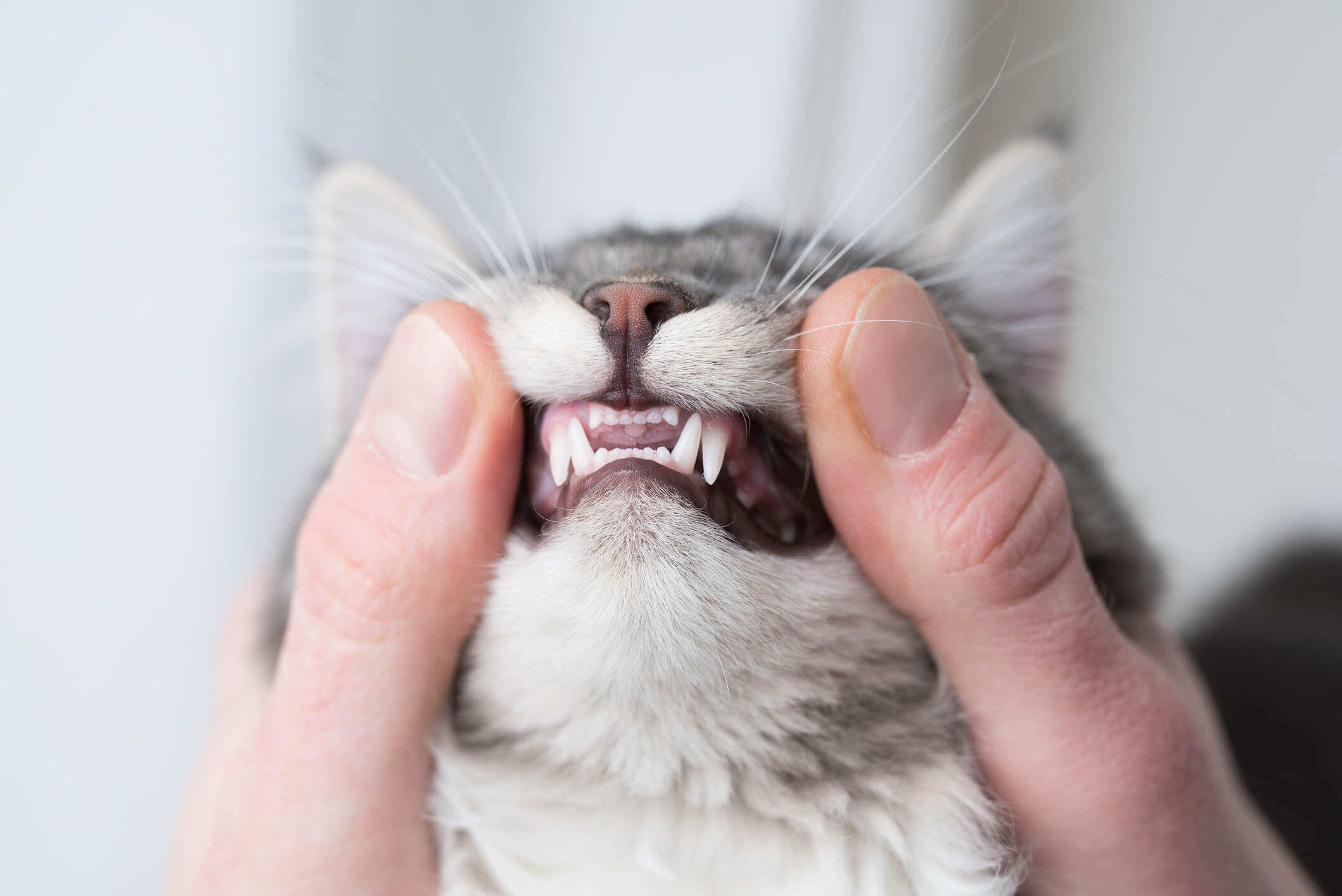 Cat Teeth