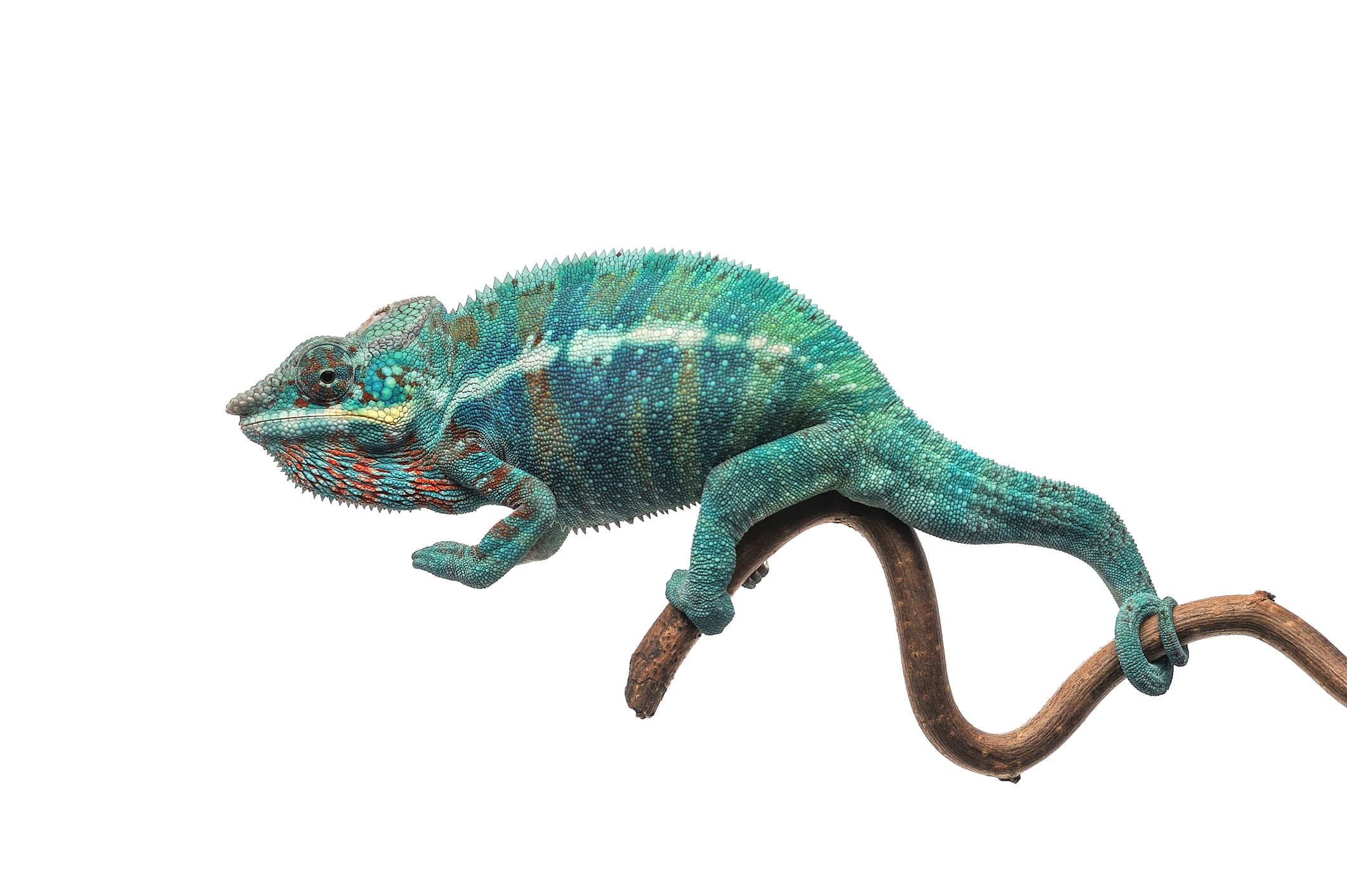 Chameleon