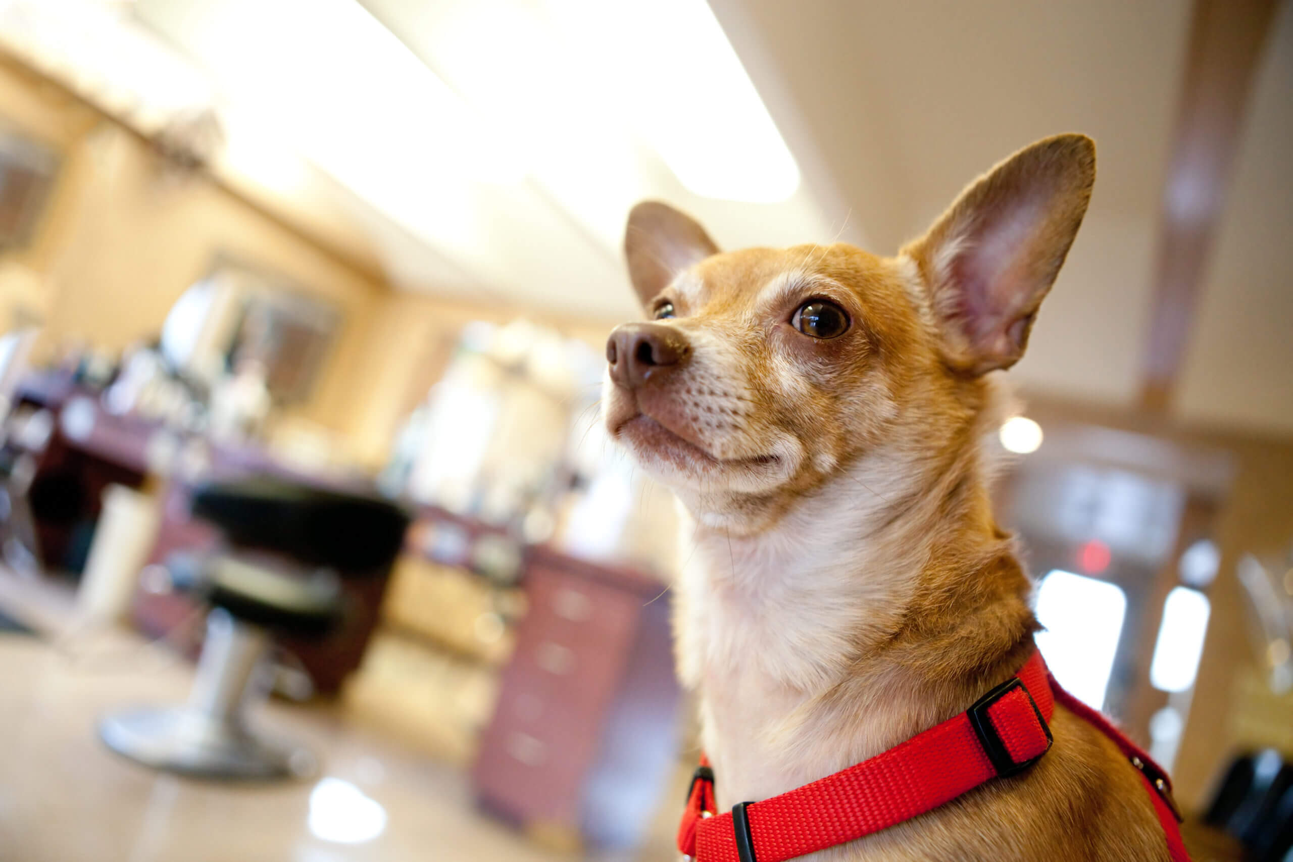 chihuahua-dog-seated-inside-a-beauty-salon-great-concept-for-dog-grooming-shallow-dept