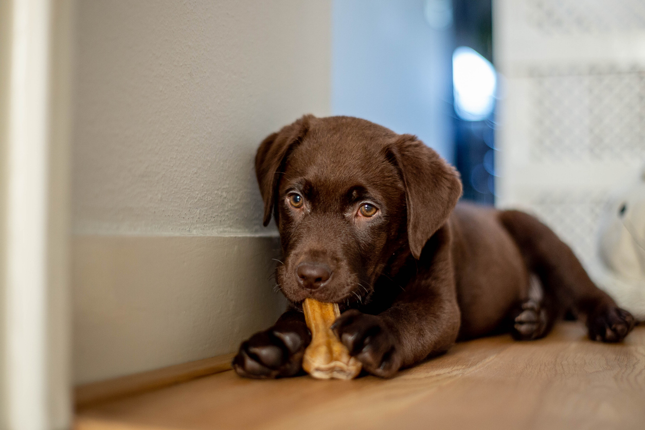 chocolate-lab-puppy-with-bone