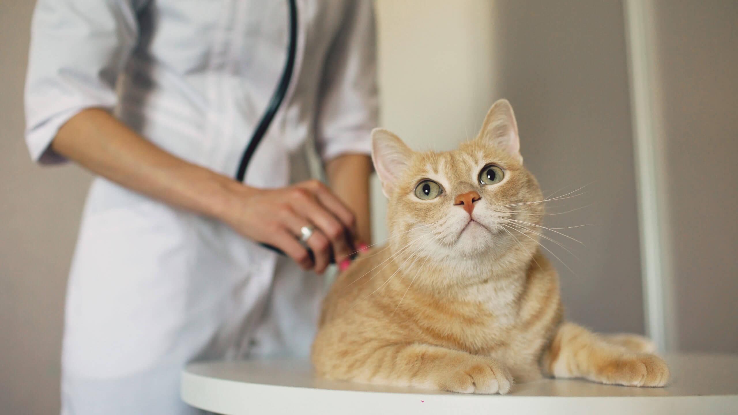 closeup-of-veterinarian-woman-with-stethoscope-examining-cat-in-medical-vet-office