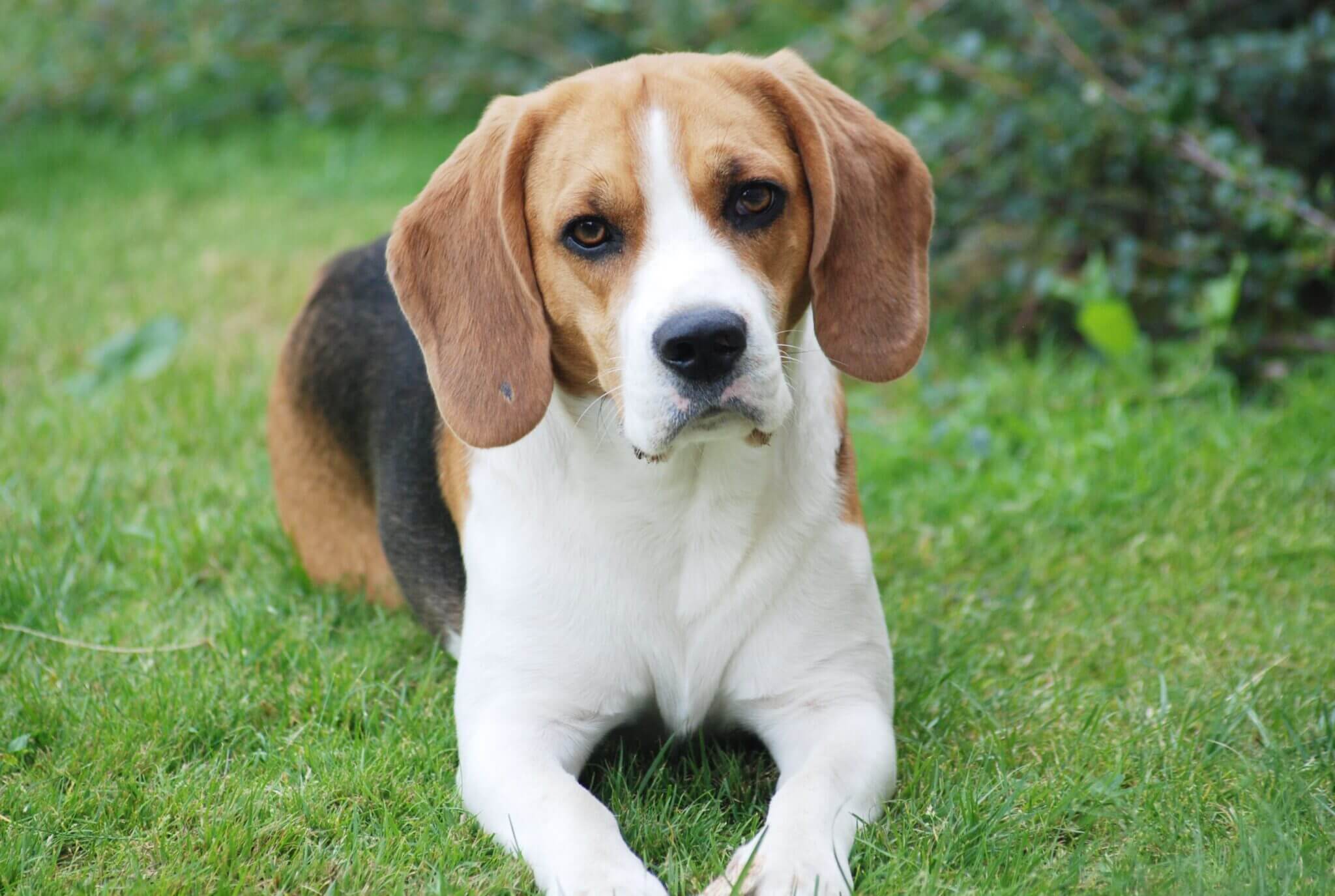 cute-dog-is-playing-outside-on-the-grass