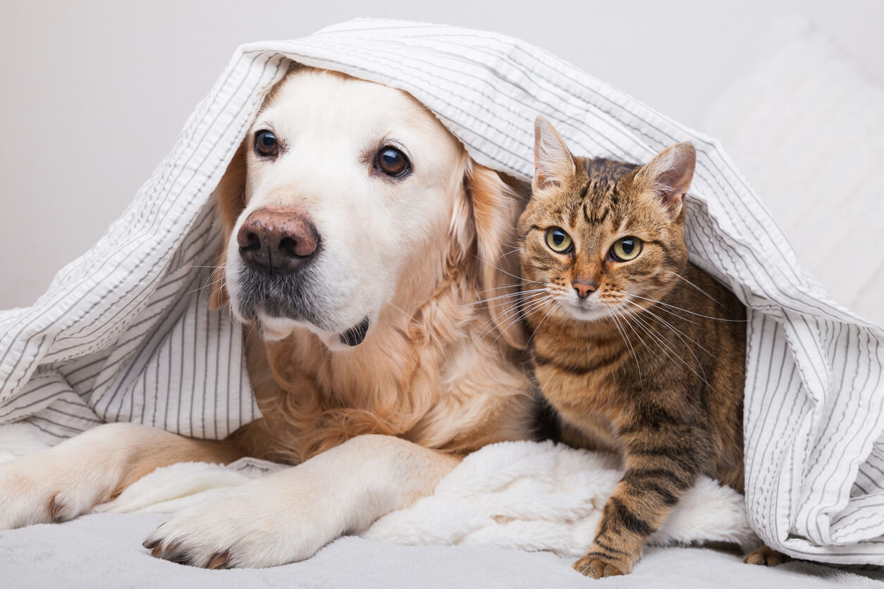 dog-and-cat-under-blanket