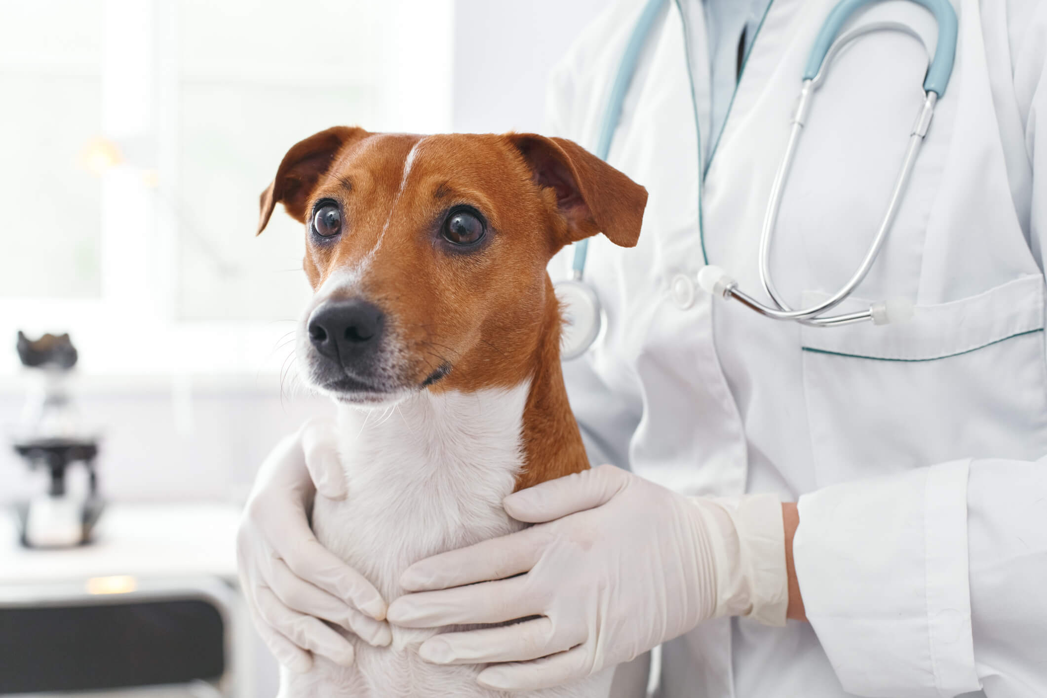 Dog at Doctor