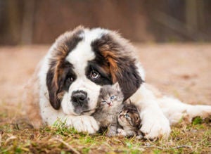 dog-cuddling-two-cats