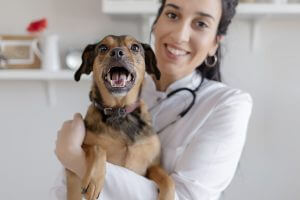 dog-held-by-vet