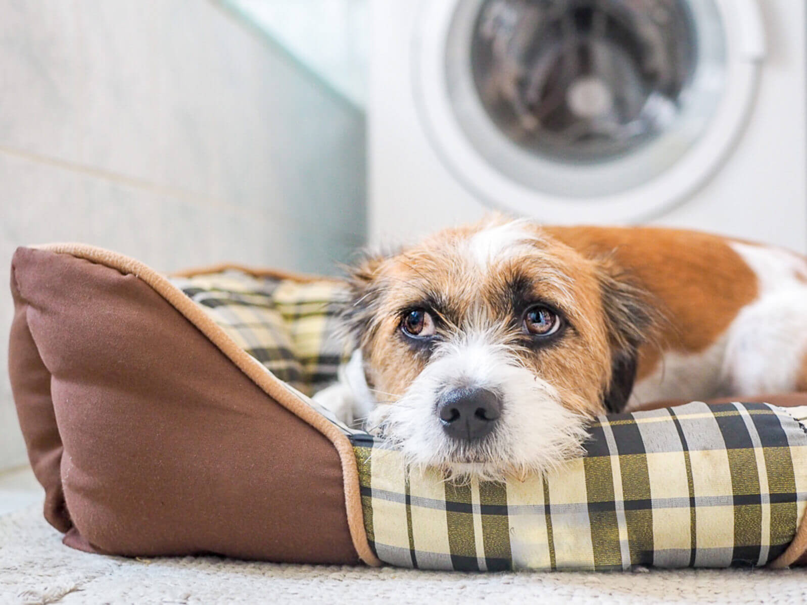 dog-laying-on-a-dog-bed