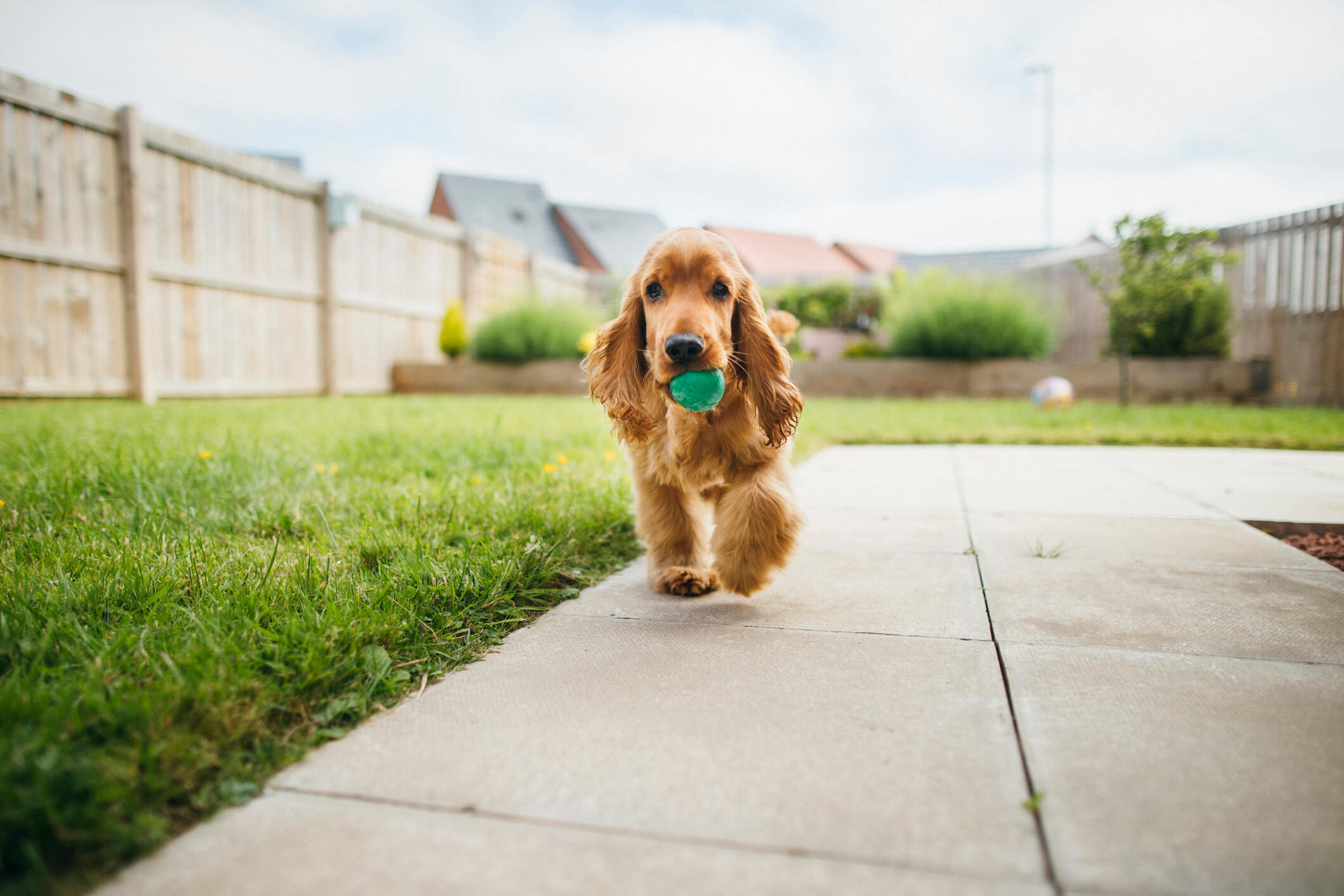 Dogs Playing Outside