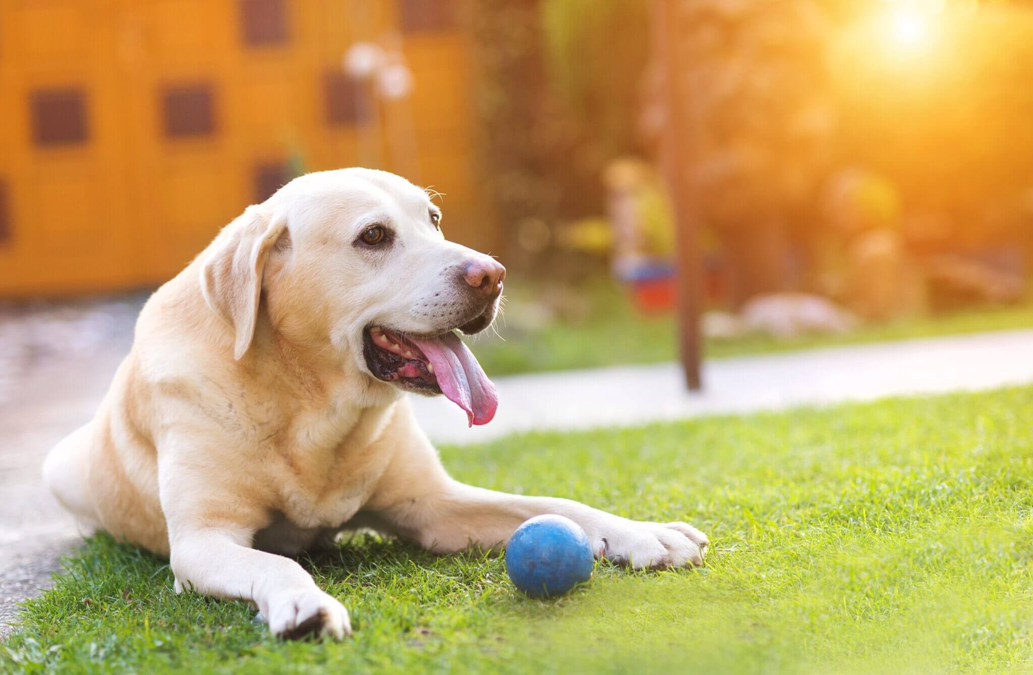 dog-playing-outside-in-the-garden-with-a-little-blue-ball