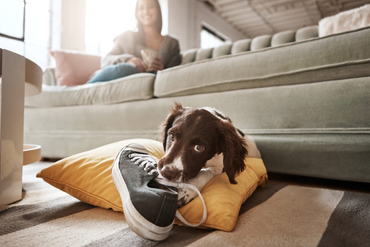 dog-with-a-shoe