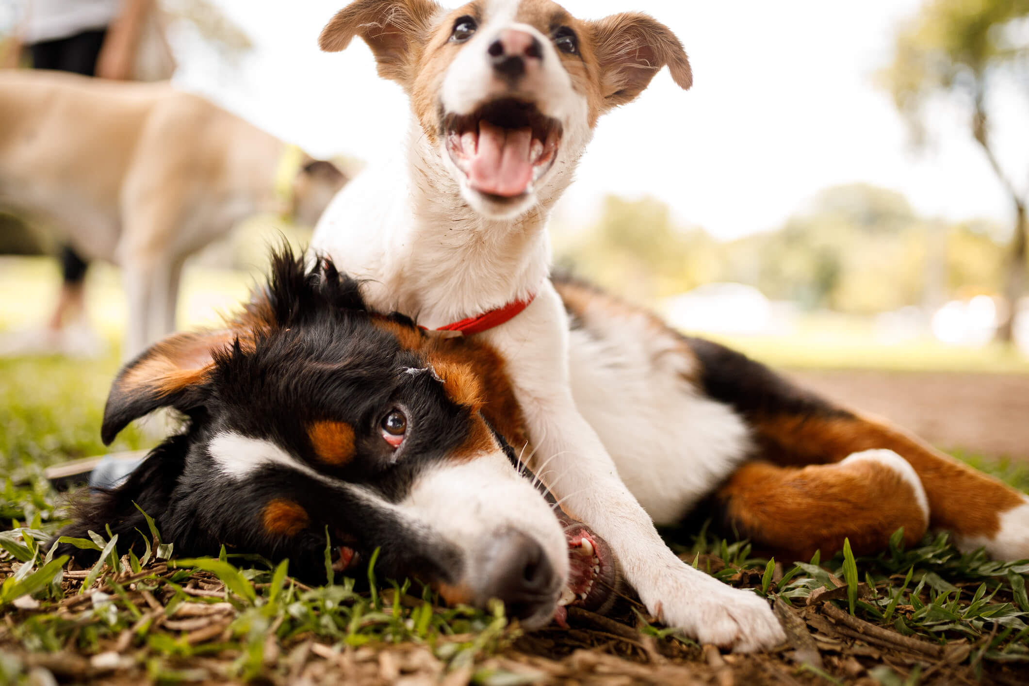 Dogs Playing