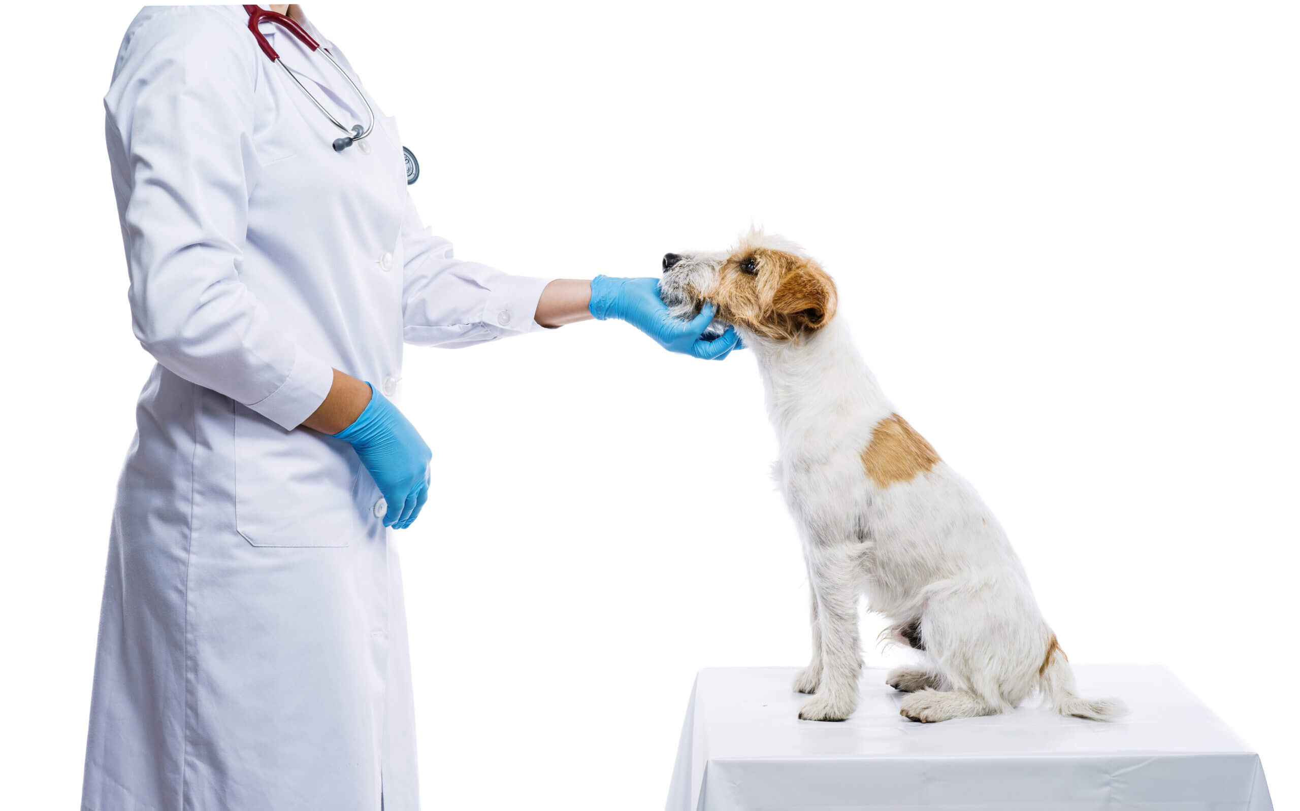 female-veterinarian-examining-parson-russell-terrier-dog