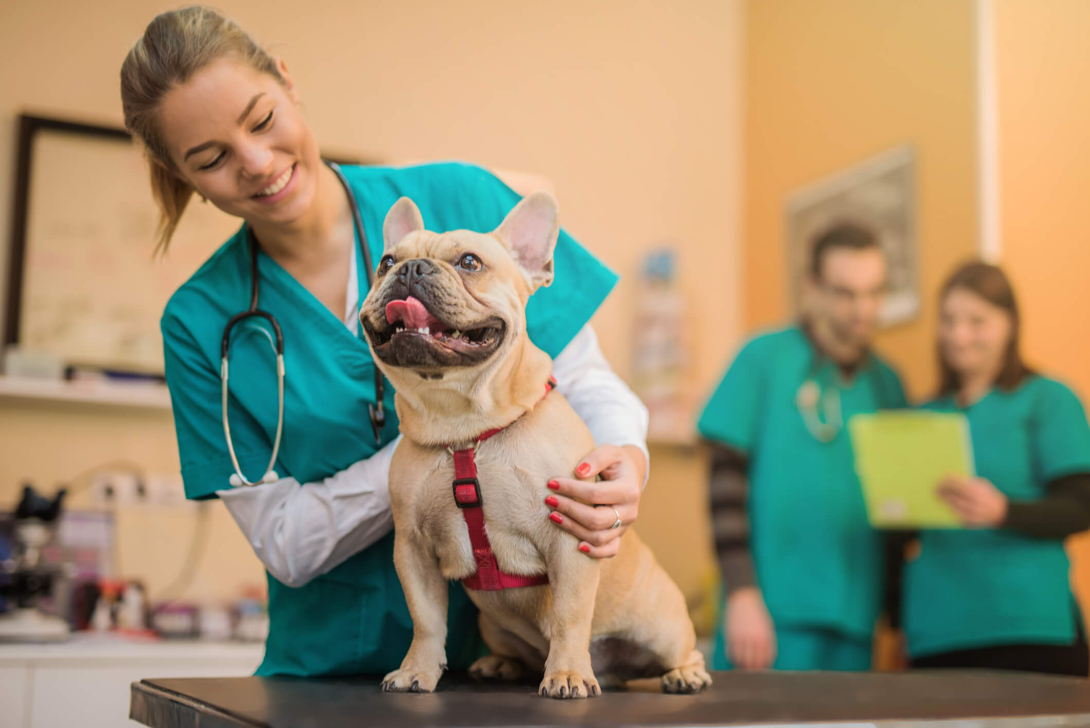 Frenchie at Vet