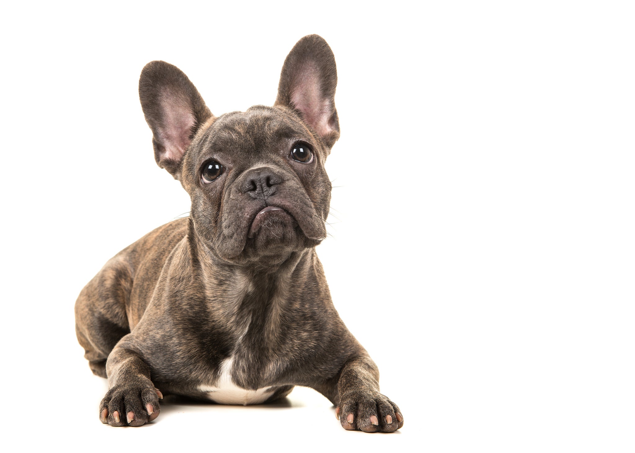 french-bulldog