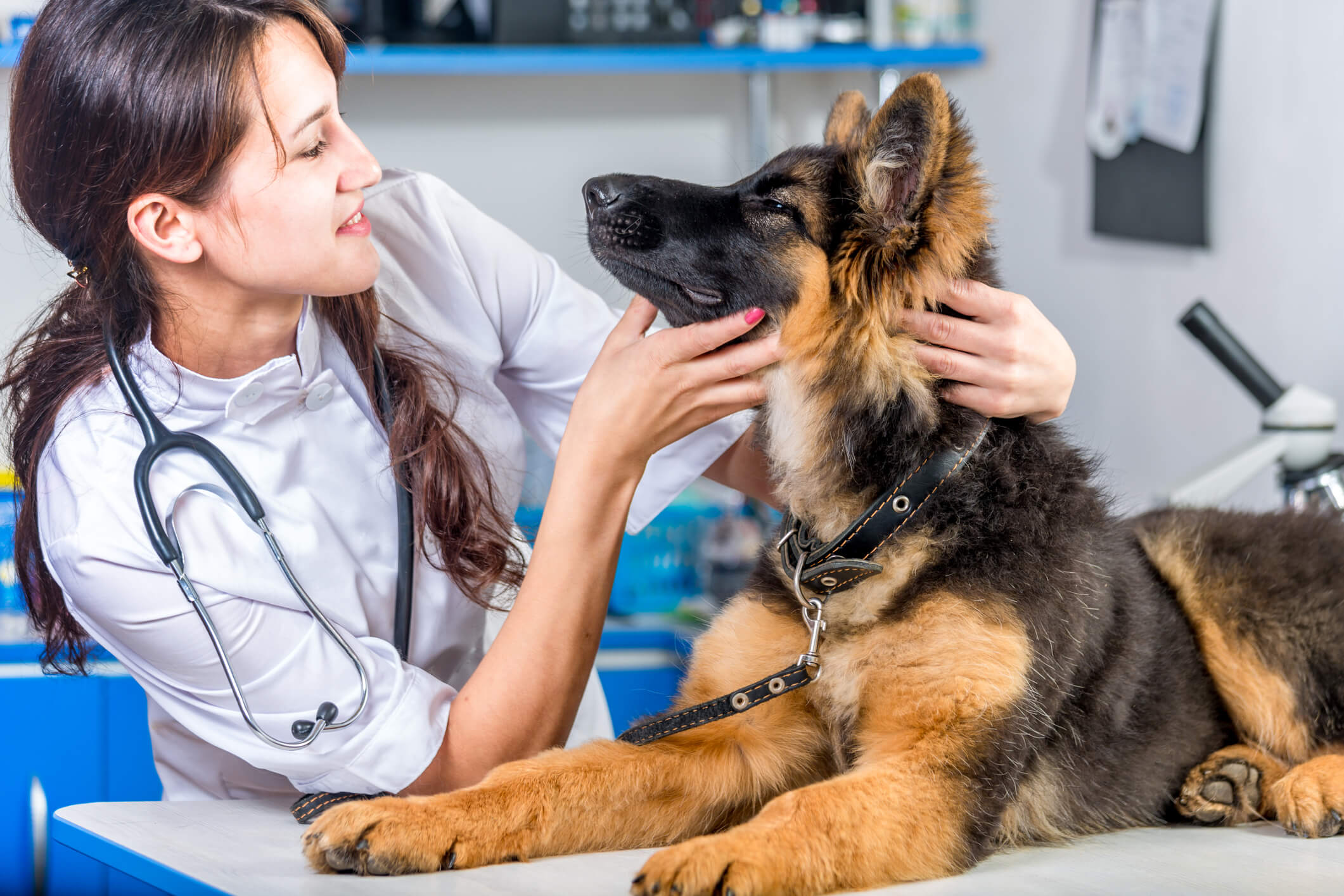 What Types Of Pets Does Laser Therapy Work Best For?  Laser therapy works for both cats and dogs. Your technician will talk to you about your pet’s specific ailment and how laser therapy can help. Then they can tailor the session’s length and recommend the number of ongoing treatments based on your pet’s needs.  Are There Any Side Effects Of Laser Therapy Treatment?  Laser therapy for pets is generally considered safe with little or no side effects. However, some pets are not candidates for laser therapy. For example, applying a laser over a tumor could cause tumor growth, and you should not use lasers on a pregnant dog or cat.