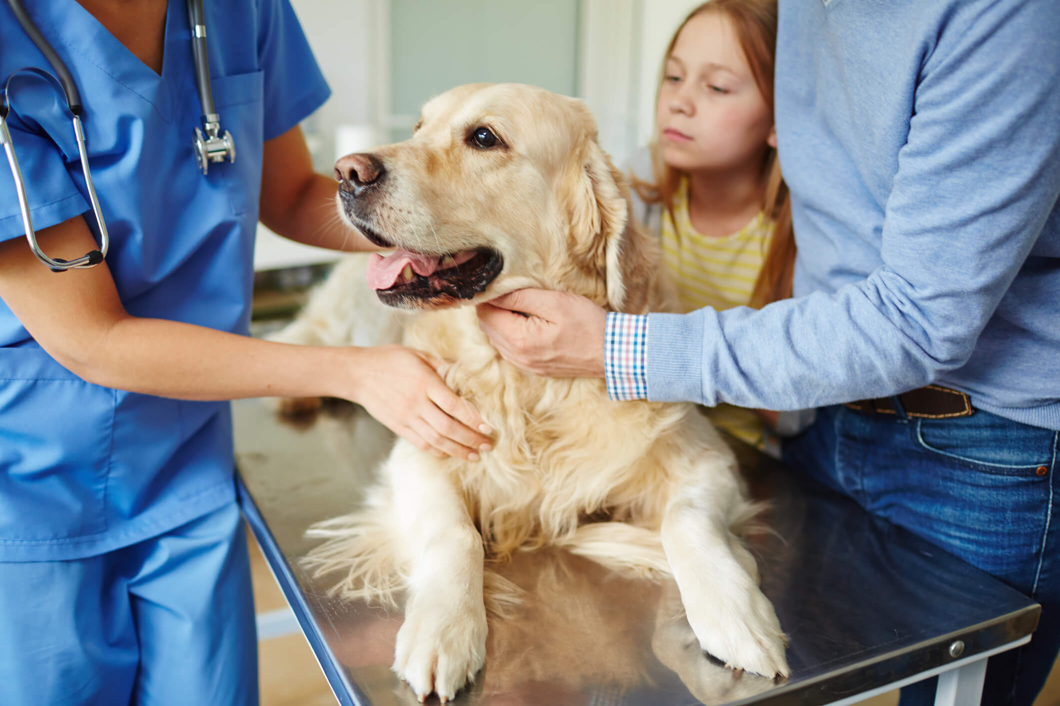 Golden Retriever at Vet