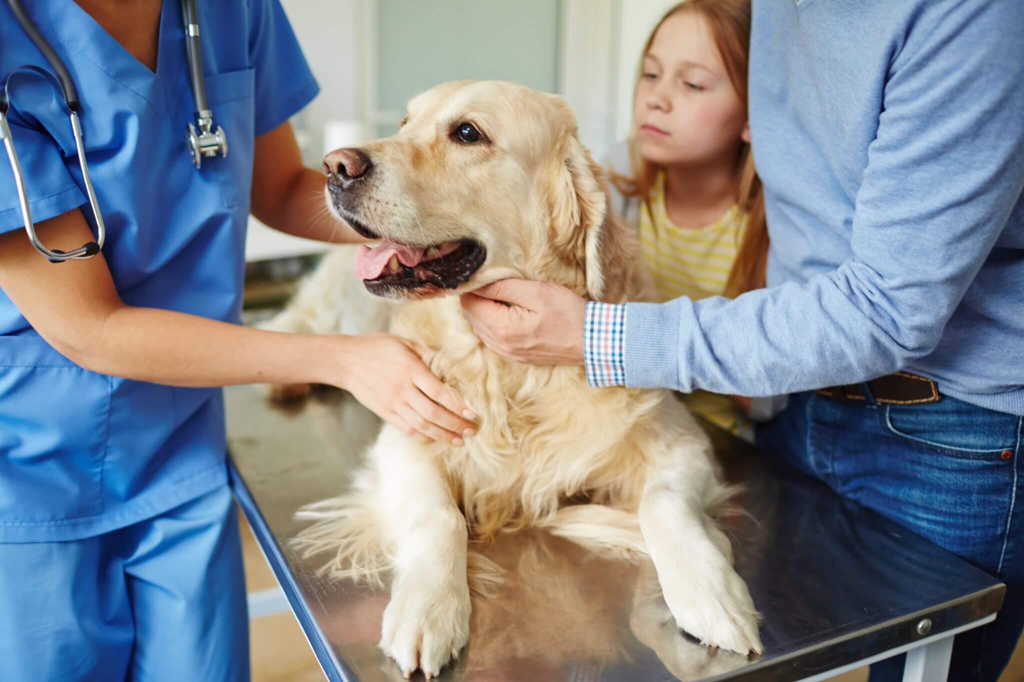 golden-retriever-at-vet