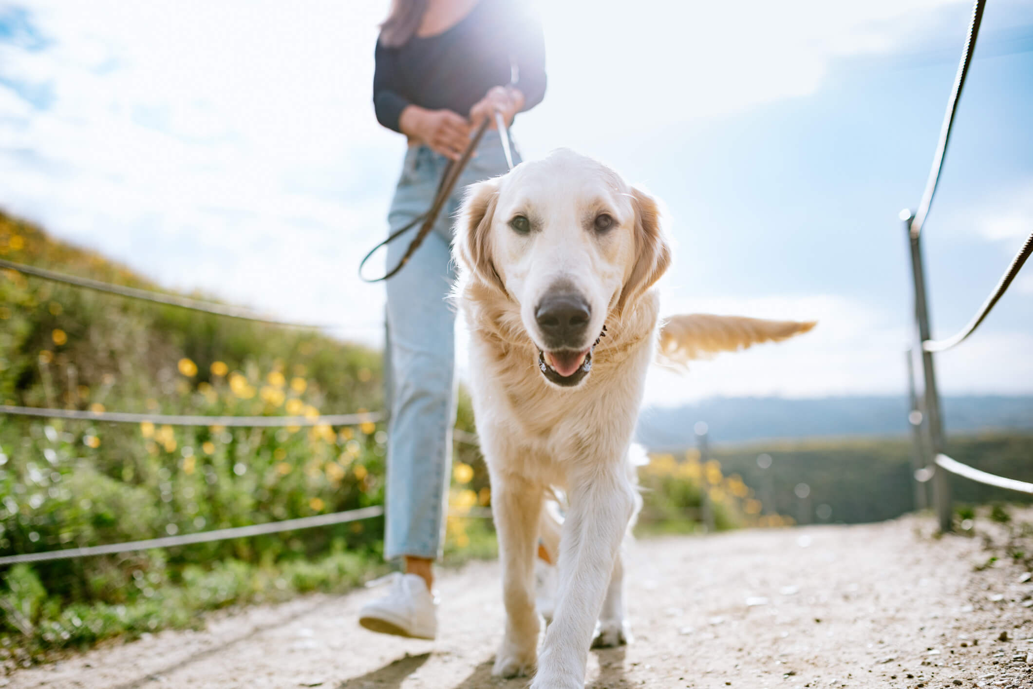 Golden Retriever Walking