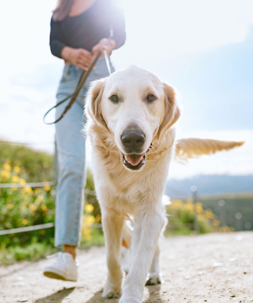 golden-retriever-walking