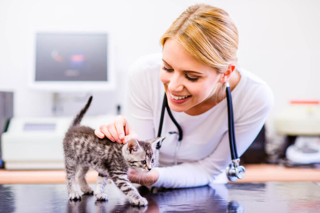 graphicstock-veterinarian-with-stethoscope-holding-little-sore-cat-young-blond-woman-in-white-uniform-working-at-veterinary-clinic